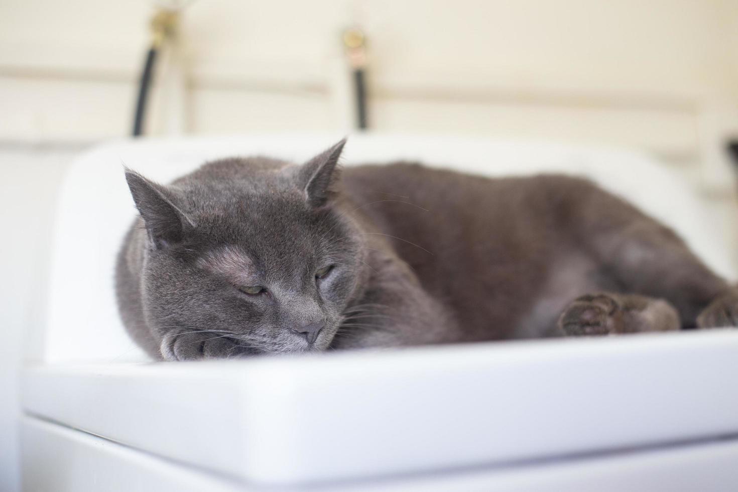 Sleeping Russian blue cat photo