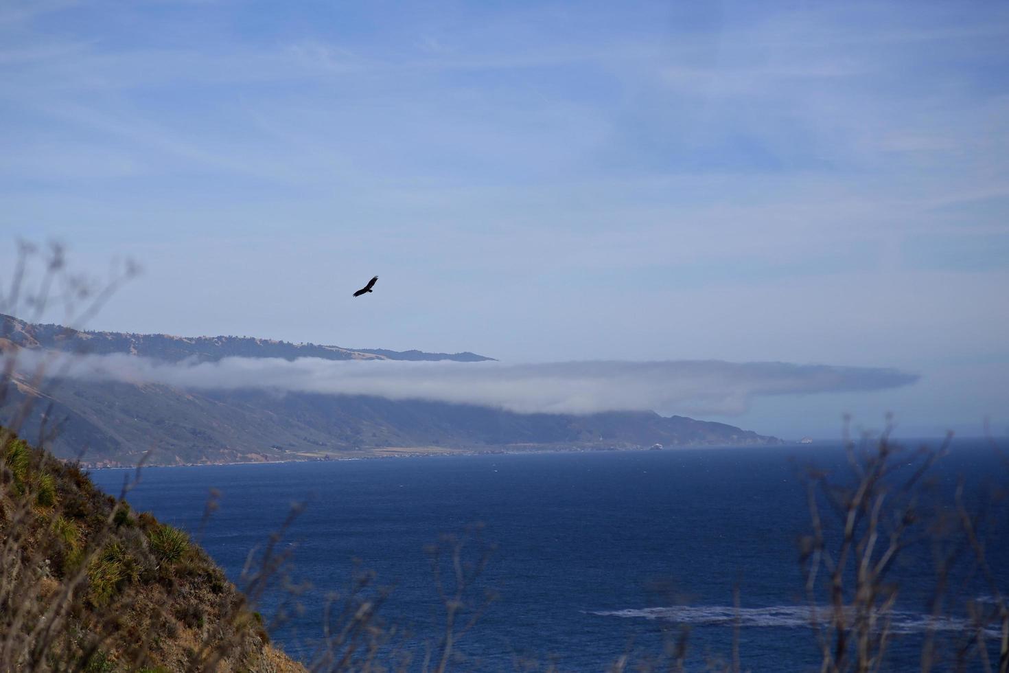 Bird flying over the Pacific Ocean on the coast of California photo