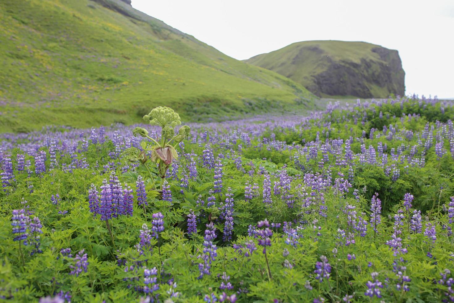 flores silvestres de color púrpura en vik, islandia foto