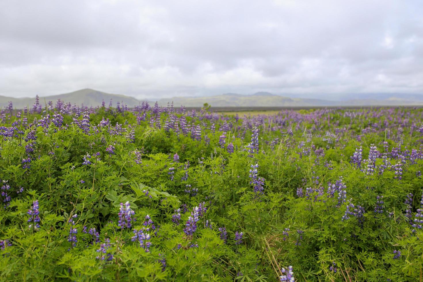 Wild lupines covering a field in Iceland photo