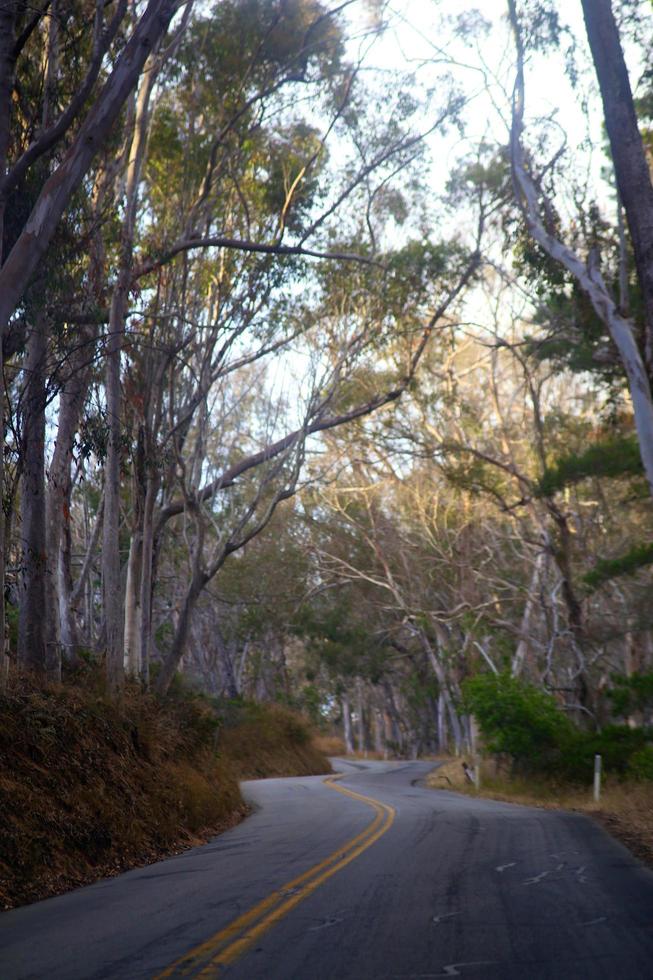 Eucalyptus trees lining the road in California photo