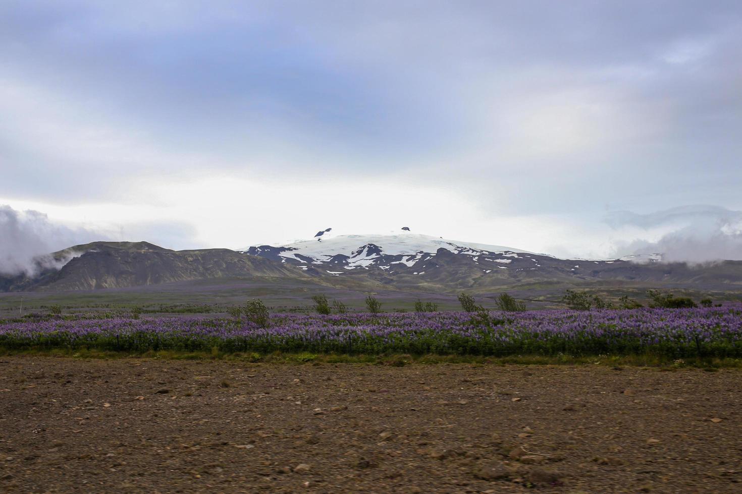 Wildflowers blooming in the summer near an Icelandic glacier photo