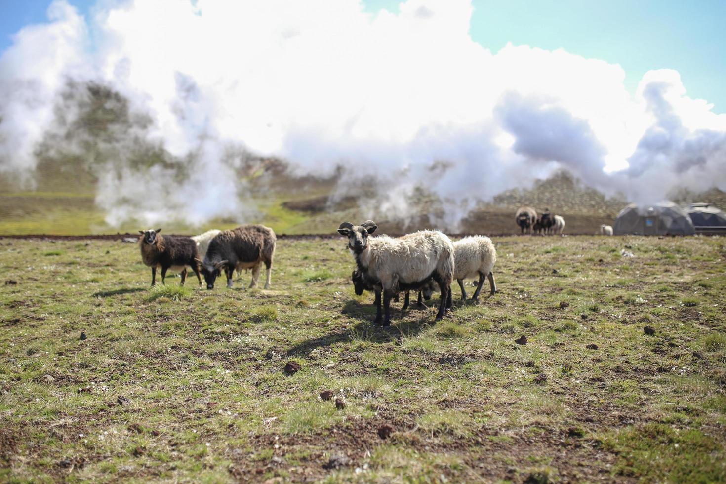 Icelandic sheep grazing photo