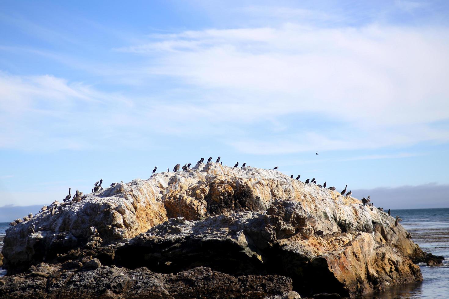 Aves playeras sobre una roca en Avila Beach, California foto