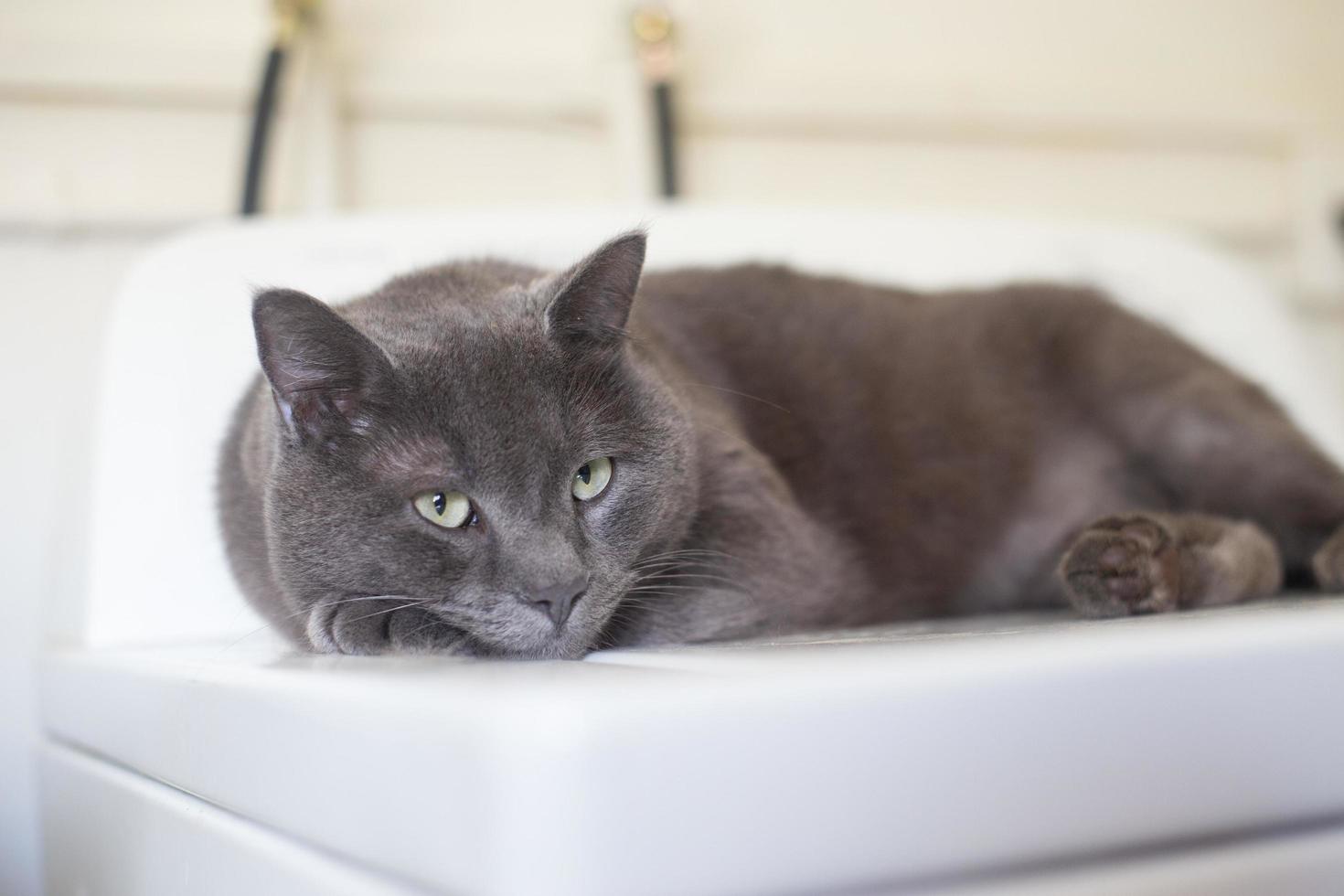 Russian blue cat lying down photo