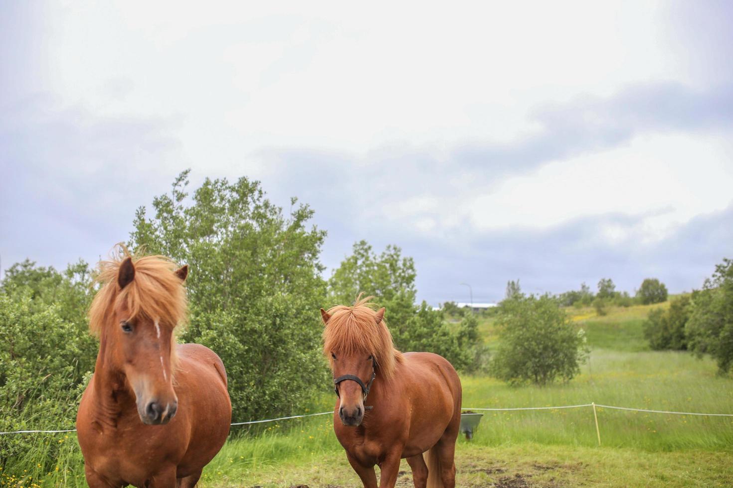 Two Icelandic horses photo