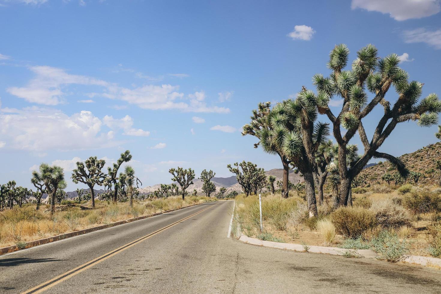 Joshua trees lining the road photo