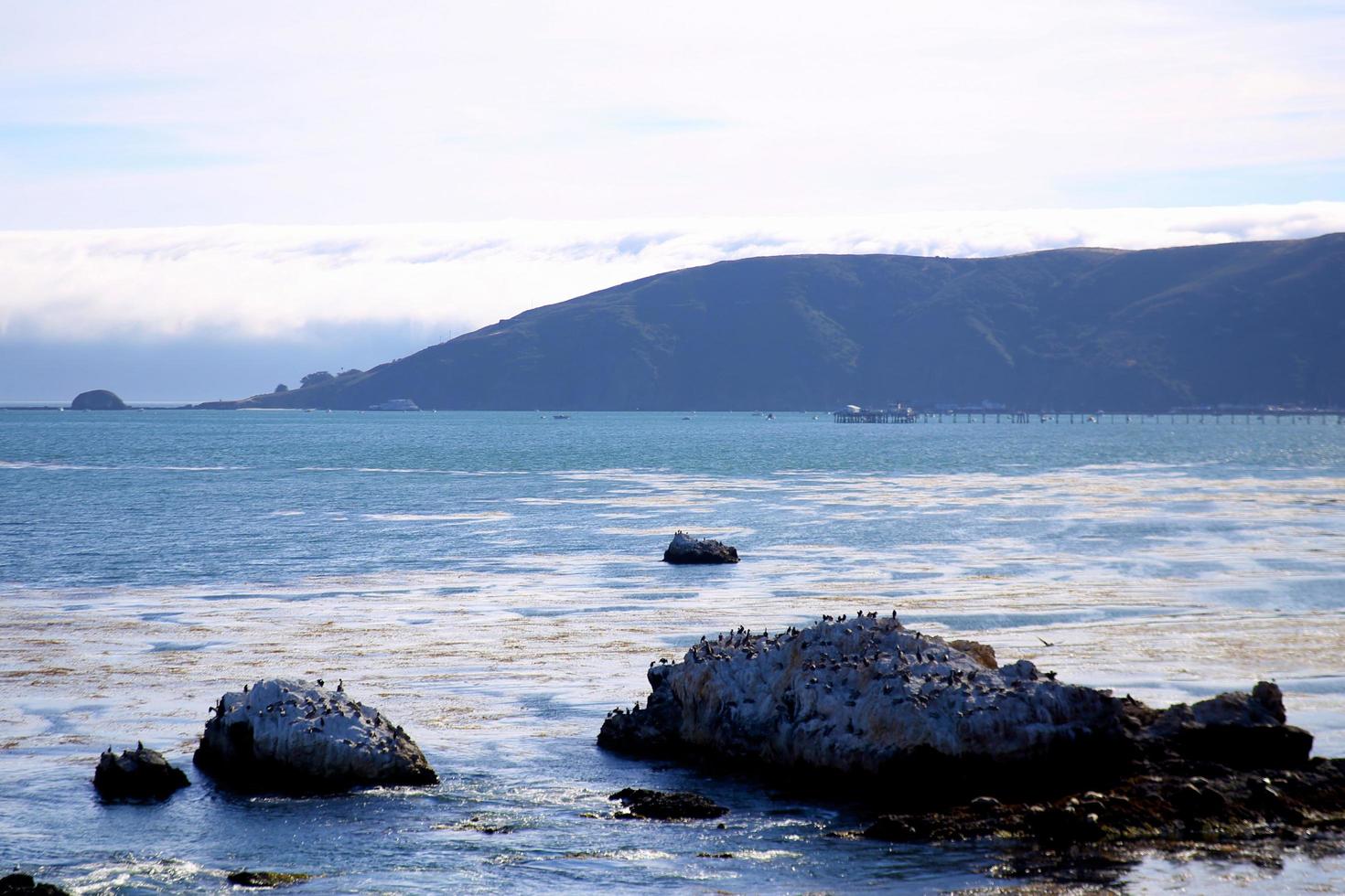 pájaros en las rocas de avila beach, california foto