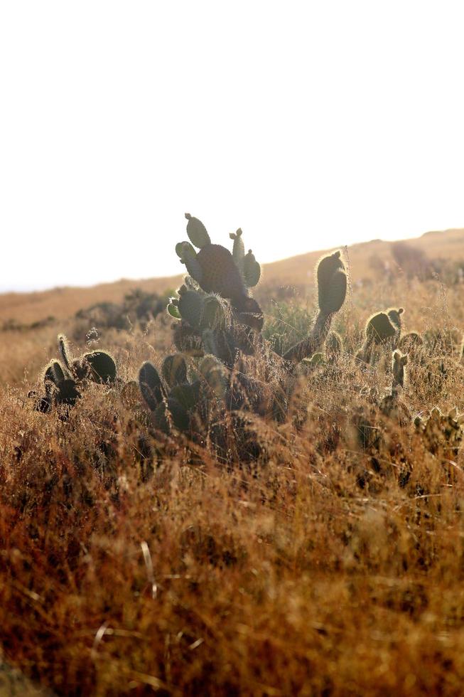 Cactus in the hills of California photo