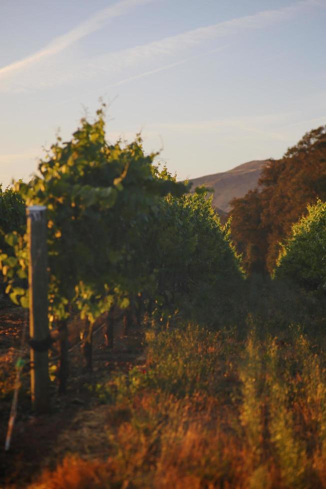 Vineyard in California photo