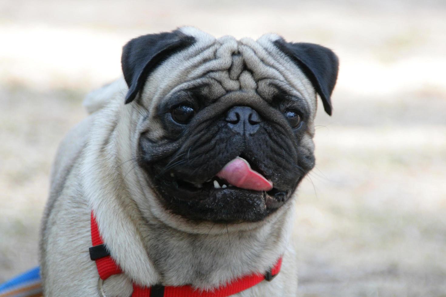 My lovely dog pug name Zumo photo