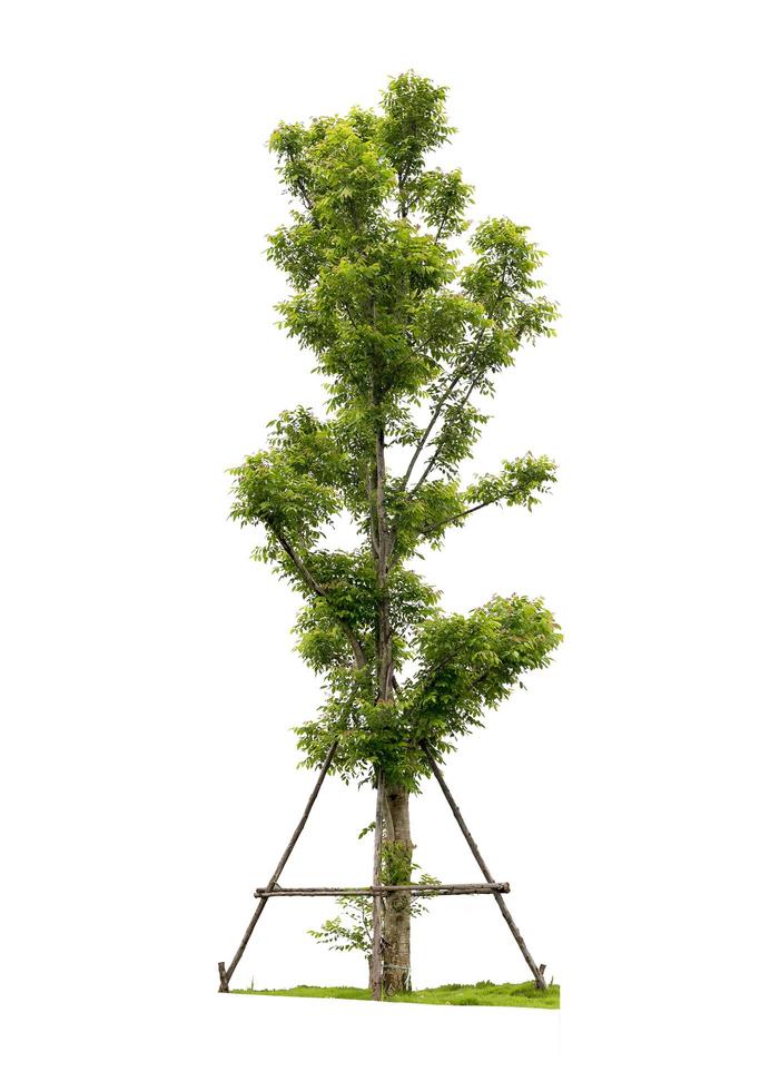 Tree with grass isolated on white background photo