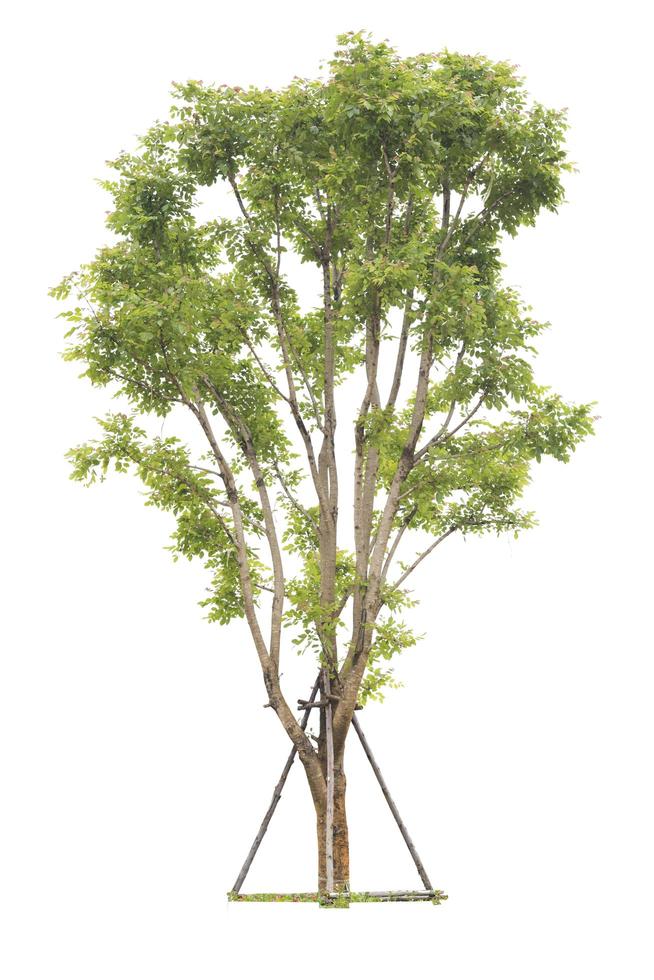 Tree isolated on a white background photo