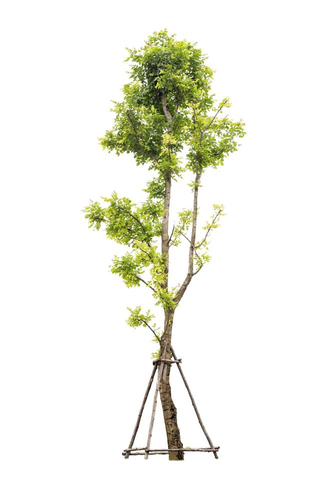 Tree isolated on a white background photo