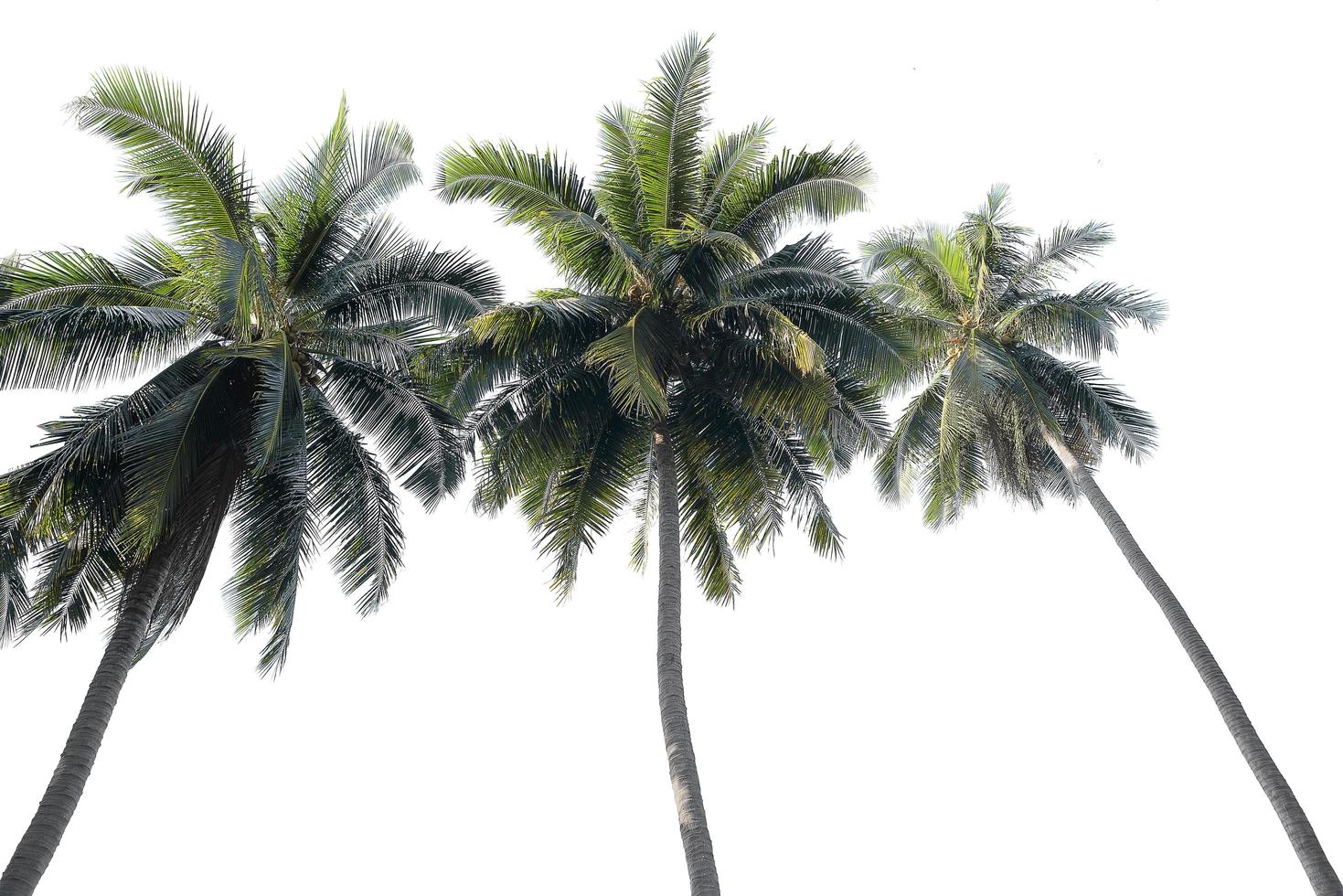 Coconut palm tree isolated on white background photo