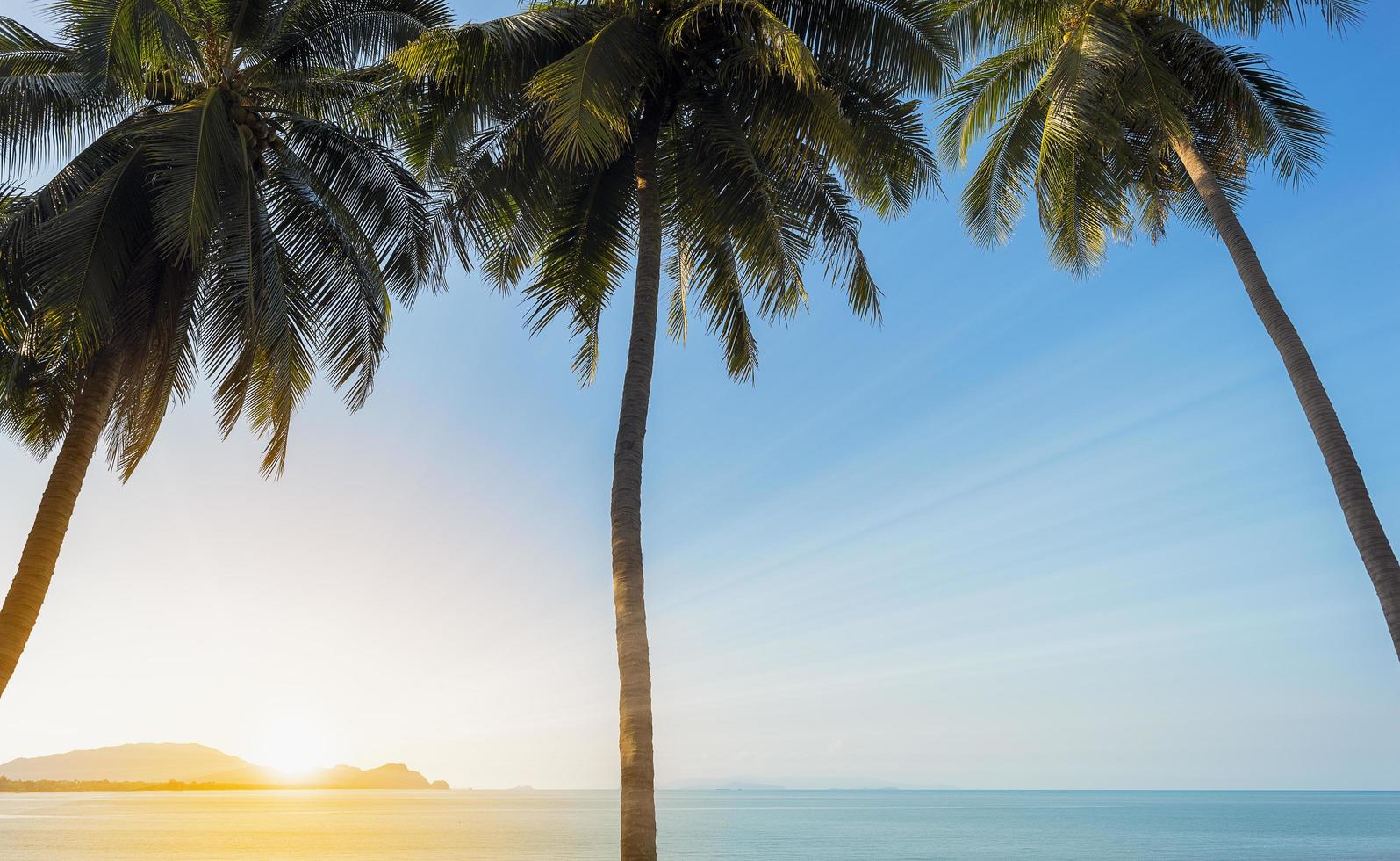 Sunset on the sea with three coconut palm trees photo