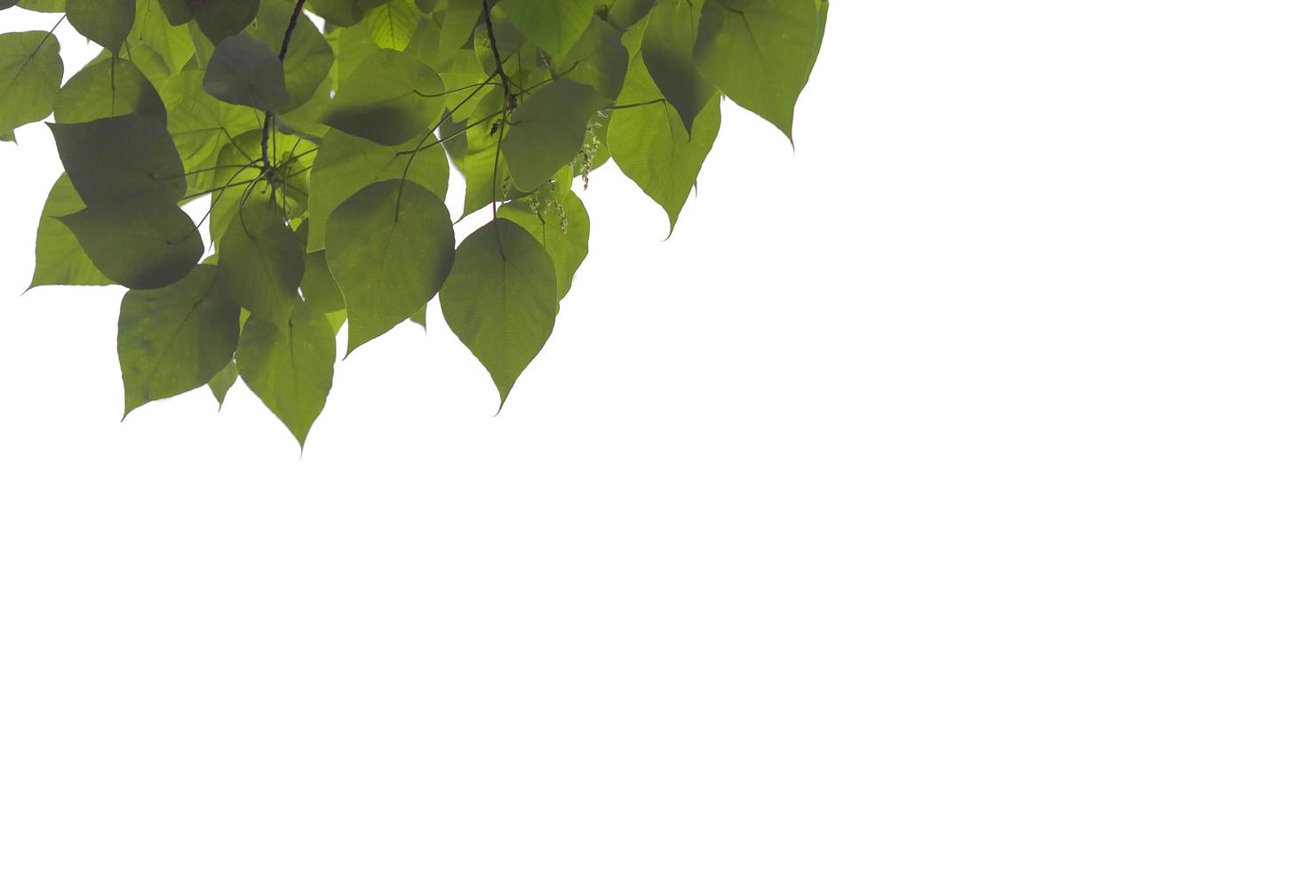 hojas verdes y ramas aisladas sobre fondo blanco foto