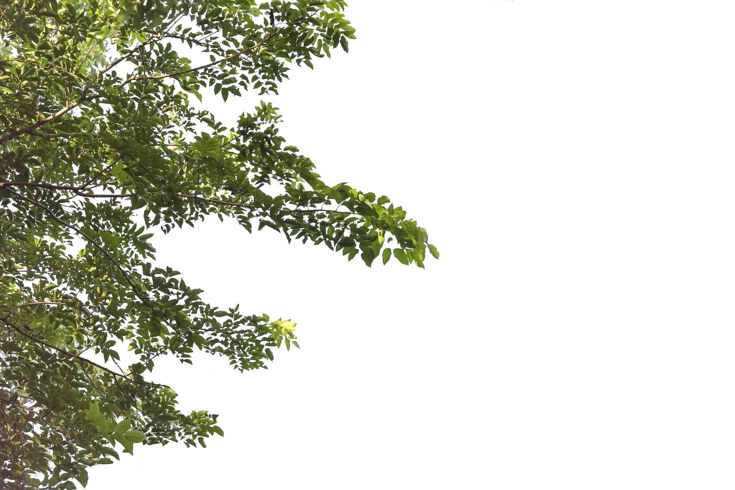 Green leaves and branches isolated on white background photo