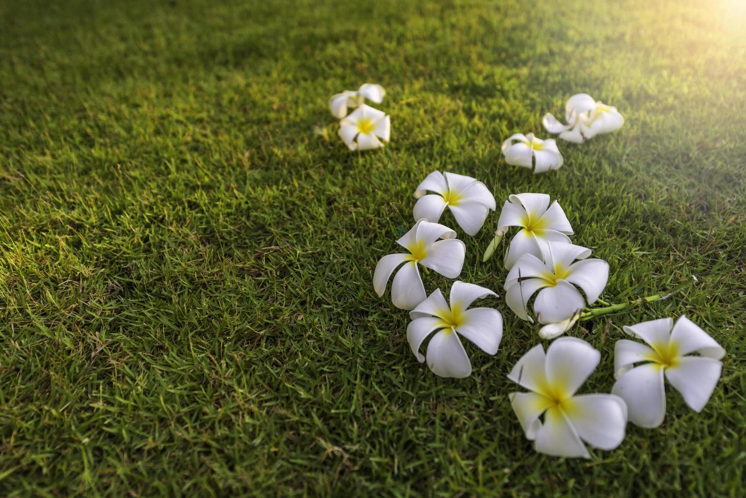 Plumeria tropical spa flower in a garden village photo