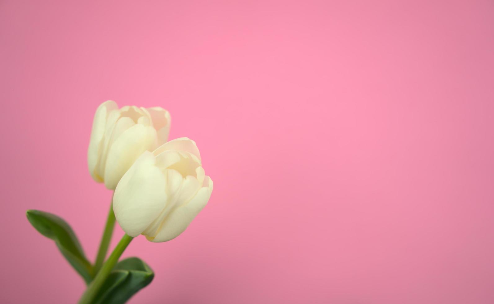 White tulips with pink pastel background photo