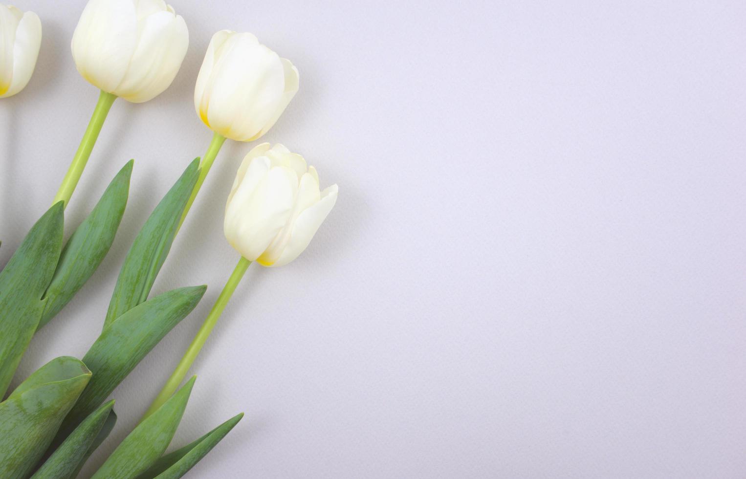 elegantes tulipanes blancos sobre fondo gris foto