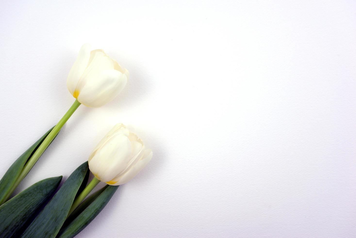 Fresh white tulips flat lay on white background photo