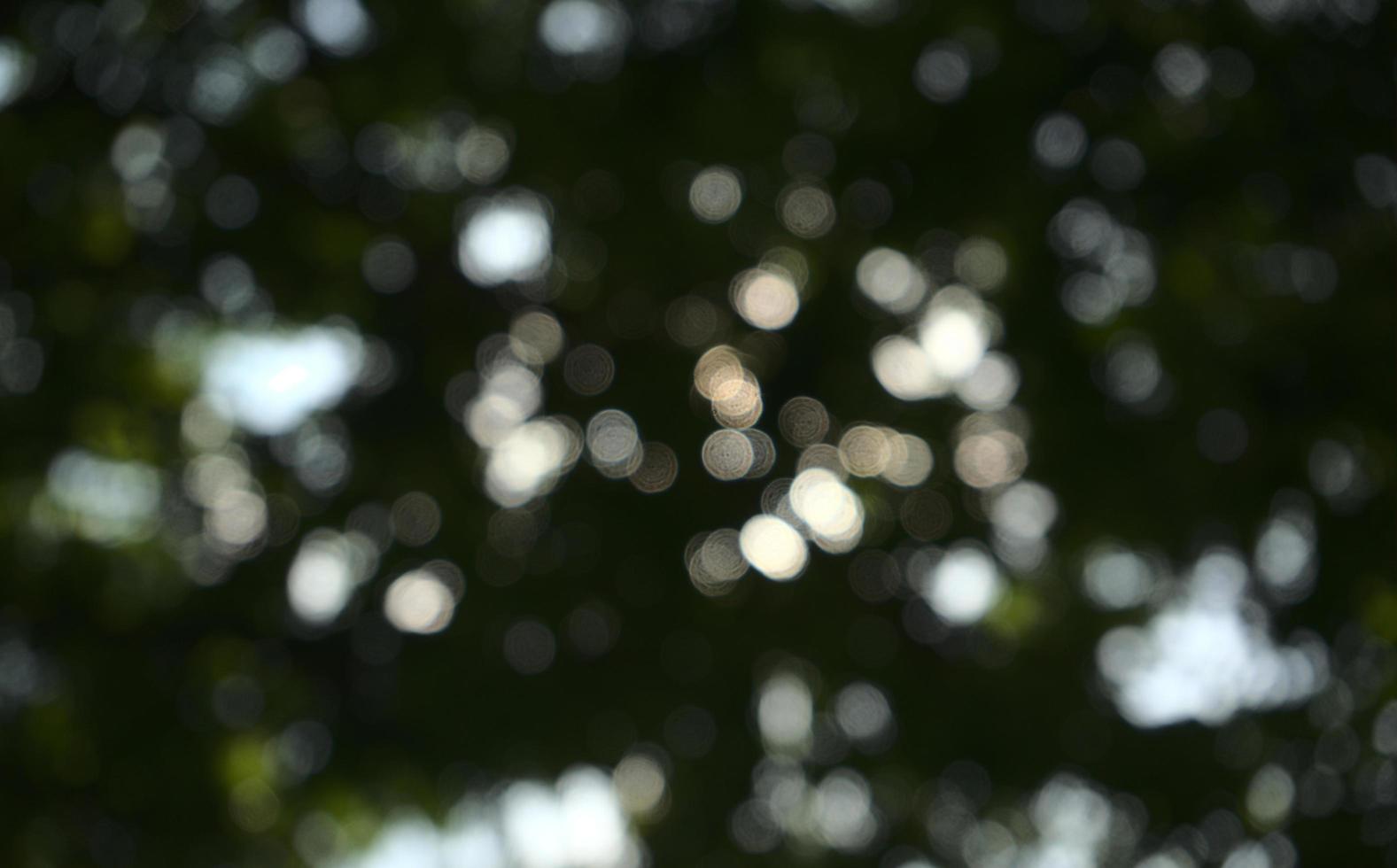 Natural tree bokeh background photo