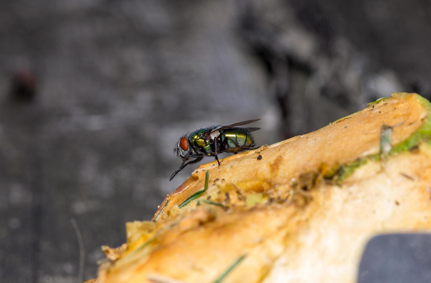 Macro close up of a housefly Cyclorrhapha, a common fly species found in houses photo