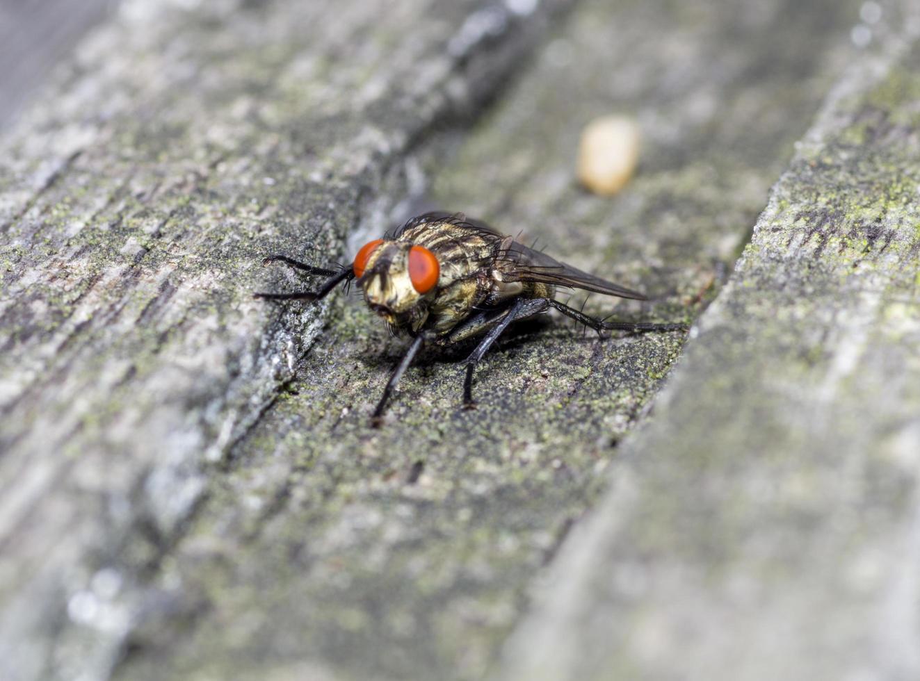 Macro close up of a housefly Cyclorrhapha, a common fly species found in houses photo