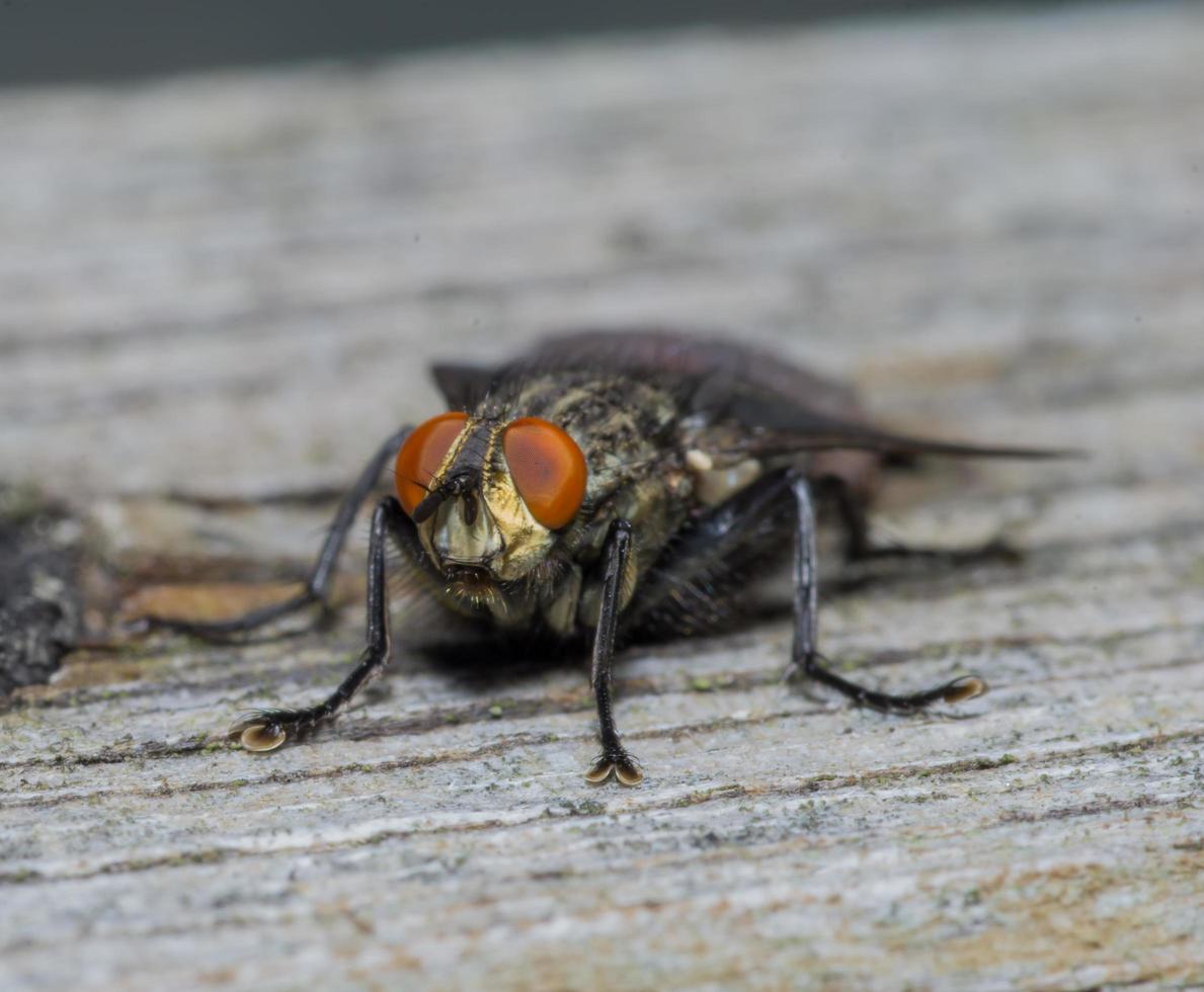 Macro cerca de una mosca común cyclorrhapha, una especie de mosca común que se encuentra en las casas foto