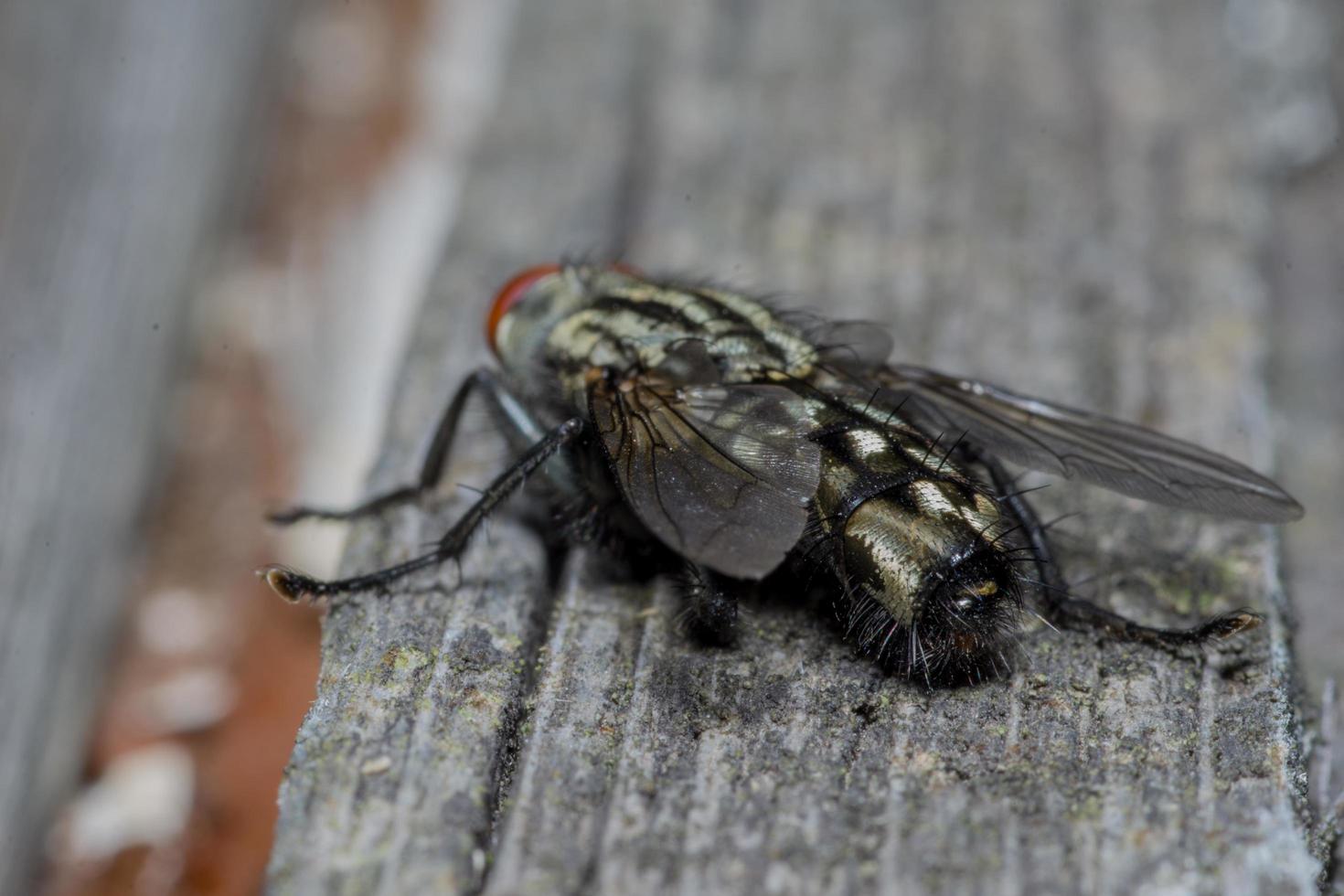 Macro cerca de una mosca común cyclorrhapha, una especie de mosca común que se encuentra en las casas foto