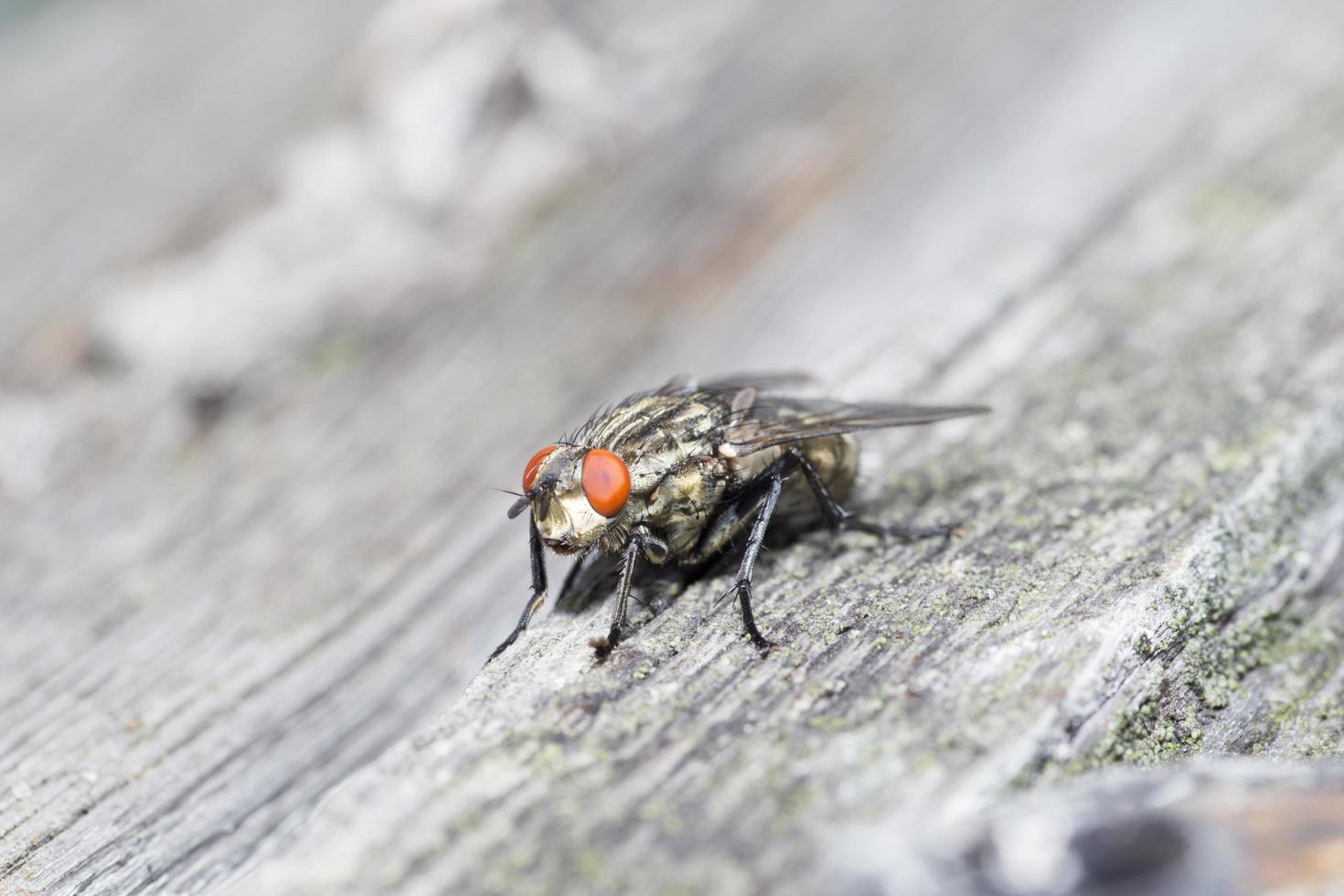 Macro cerca de una mosca común cyclorrhapha, una especie de mosca común que se encuentra en las casas foto