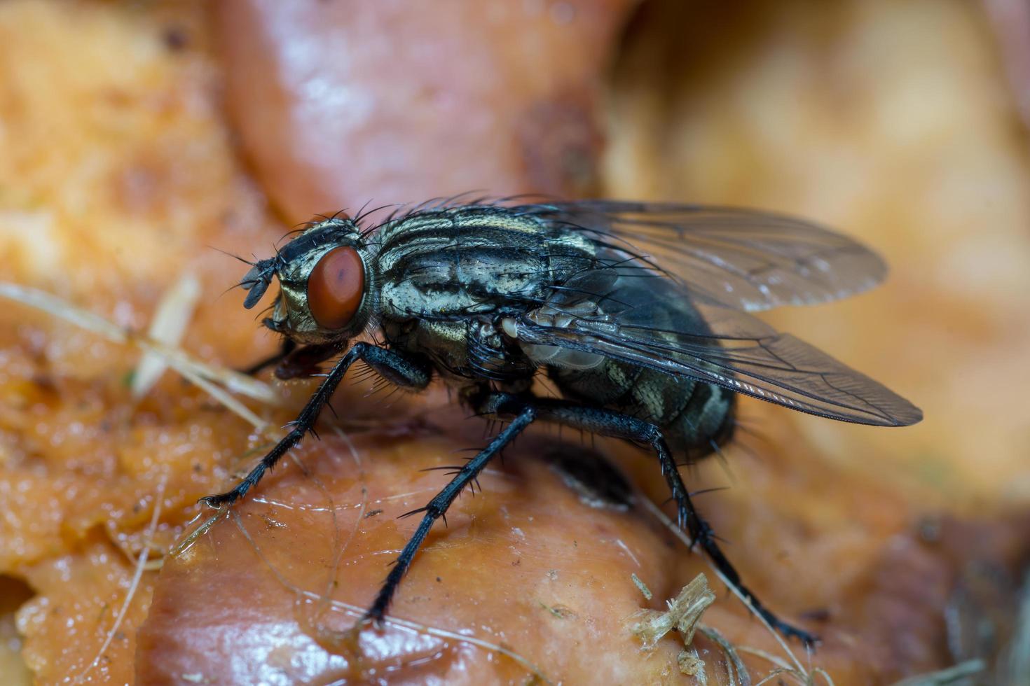 Macro cerca de una mosca común cyclorrhapha, una especie de mosca común que se encuentra en las casas foto