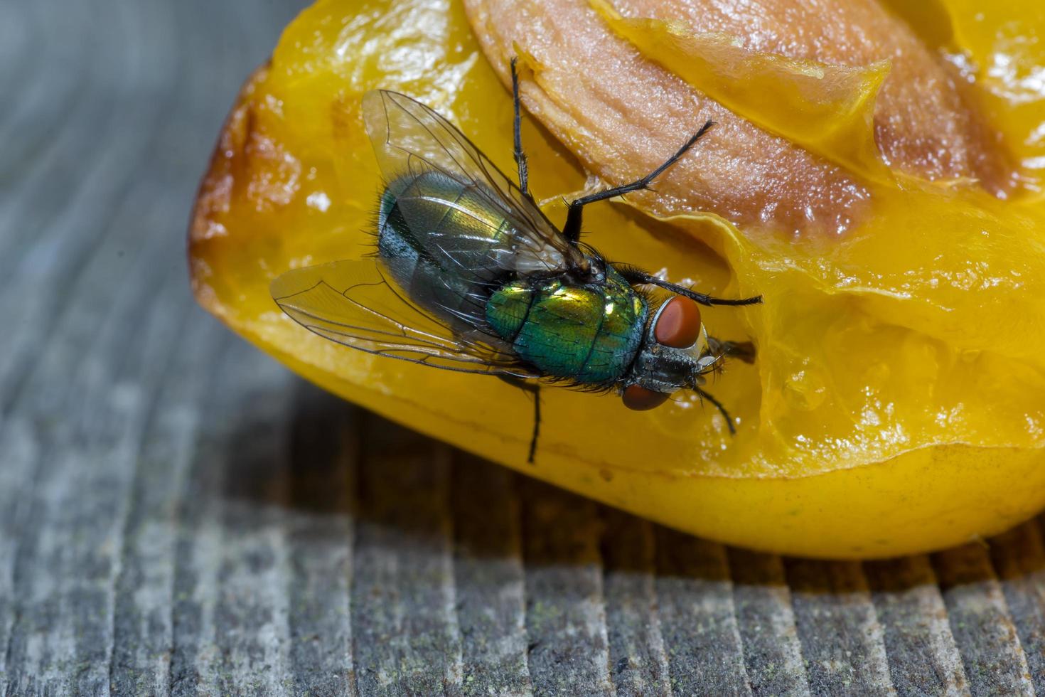 Macro close up of a housefly Cyclorrhapha, a common fly species found in houses photo