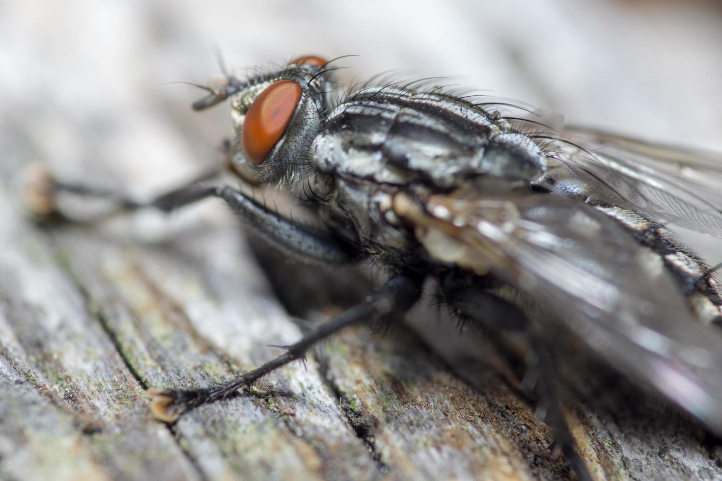 Macro cerca de una mosca común cyclorrhapha, una especie de mosca común que se encuentra en las casas foto