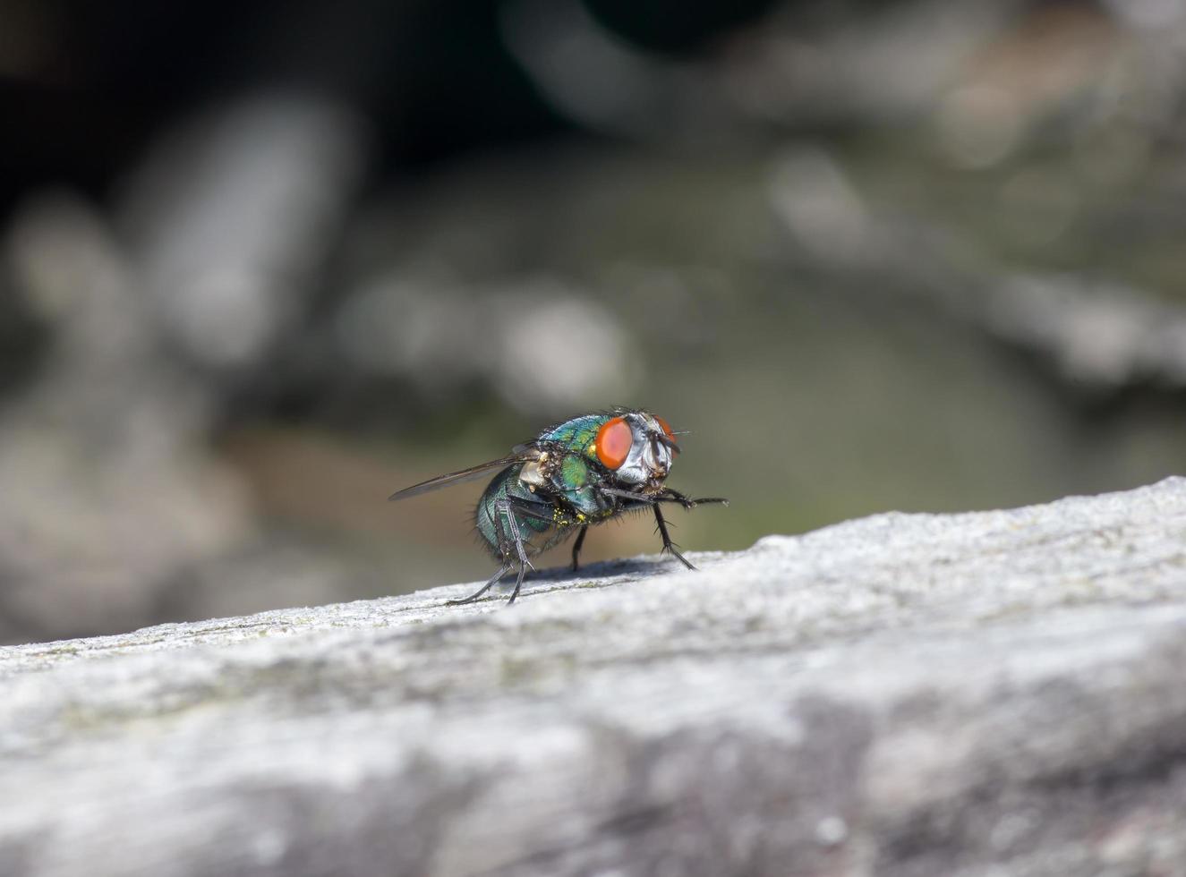 Macro cerca de una mosca común cyclorrhapha, una especie de mosca común que se encuentra en las casas foto