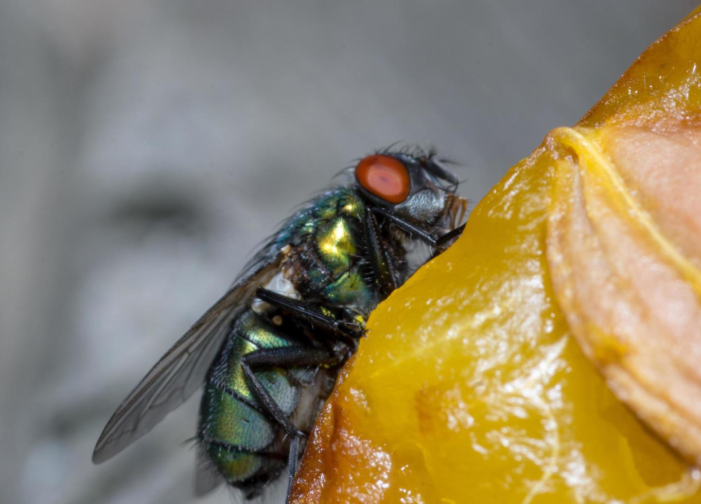 Macro cerca de una mosca común cyclorrhapha, una especie de mosca común que se encuentra en las casas foto