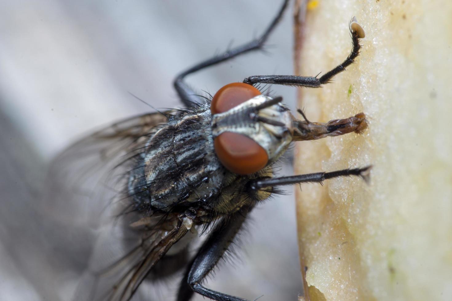 Macro cerca de una mosca común cyclorrhapha, una especie de mosca común que se encuentra en las casas foto