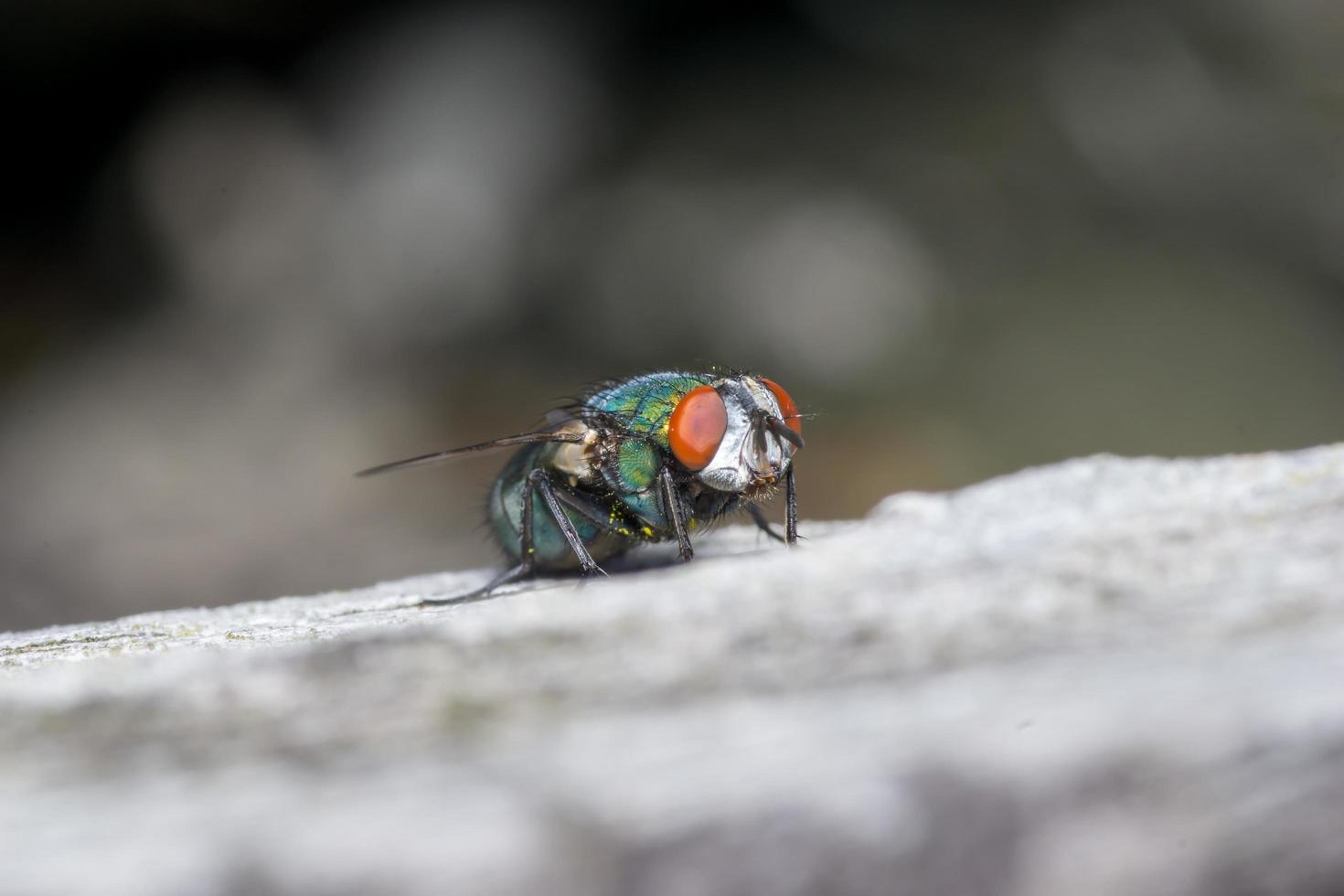 Macro cerca de una mosca común cyclorrhapha, una especie de mosca común que se encuentra en las casas foto