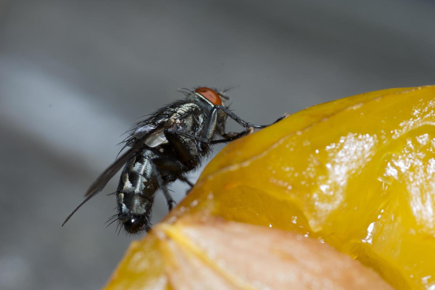 Macro cerca de una mosca común cyclorrhapha, una especie de mosca común que se encuentra en las casas foto