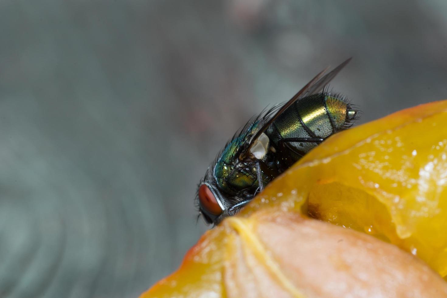 Macro cerca de una mosca común cyclorrhapha, una especie de mosca común que se encuentra en las casas foto