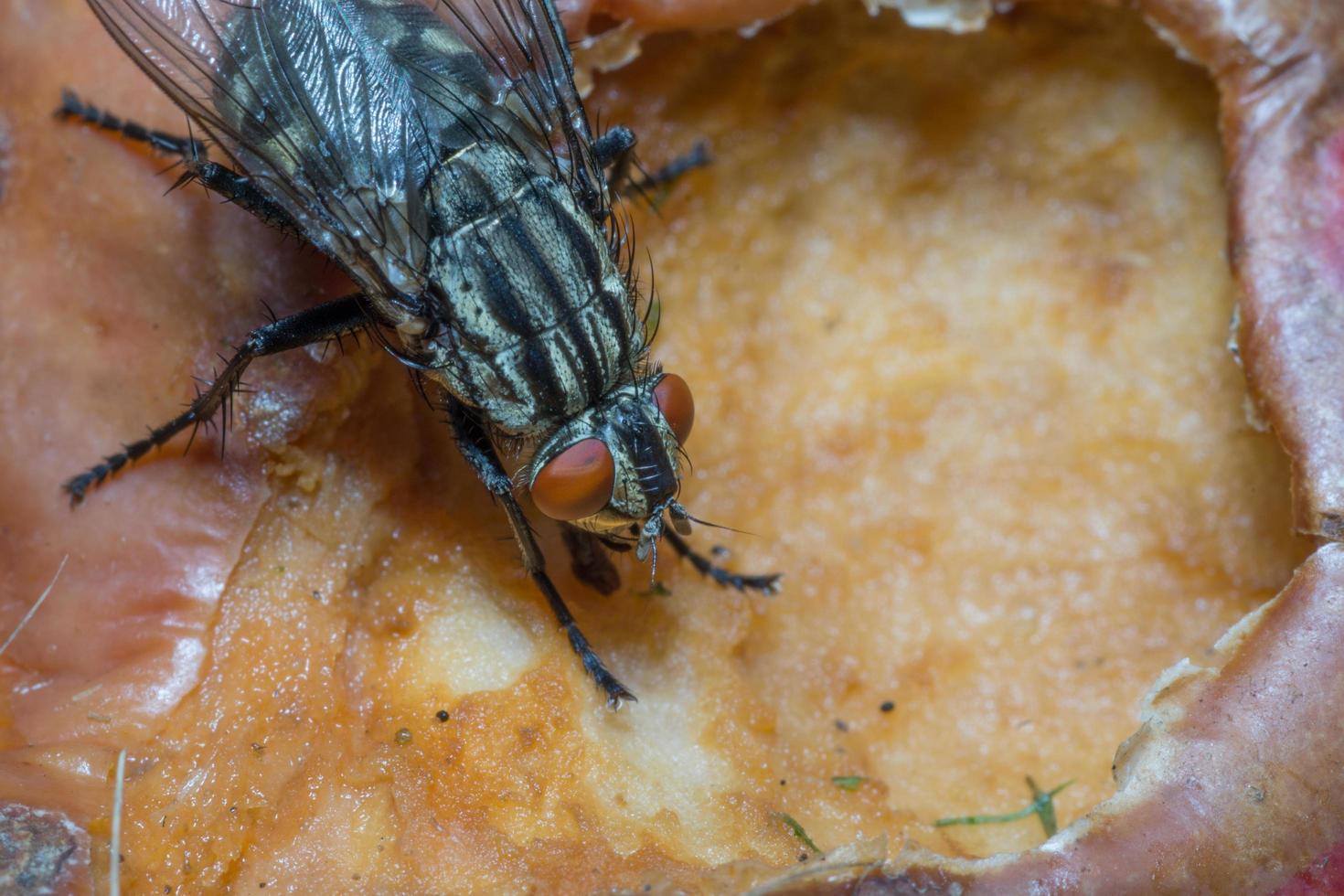 Macro cerca de una mosca común cyclorrhapha, una especie de mosca común que se encuentra en las casas foto