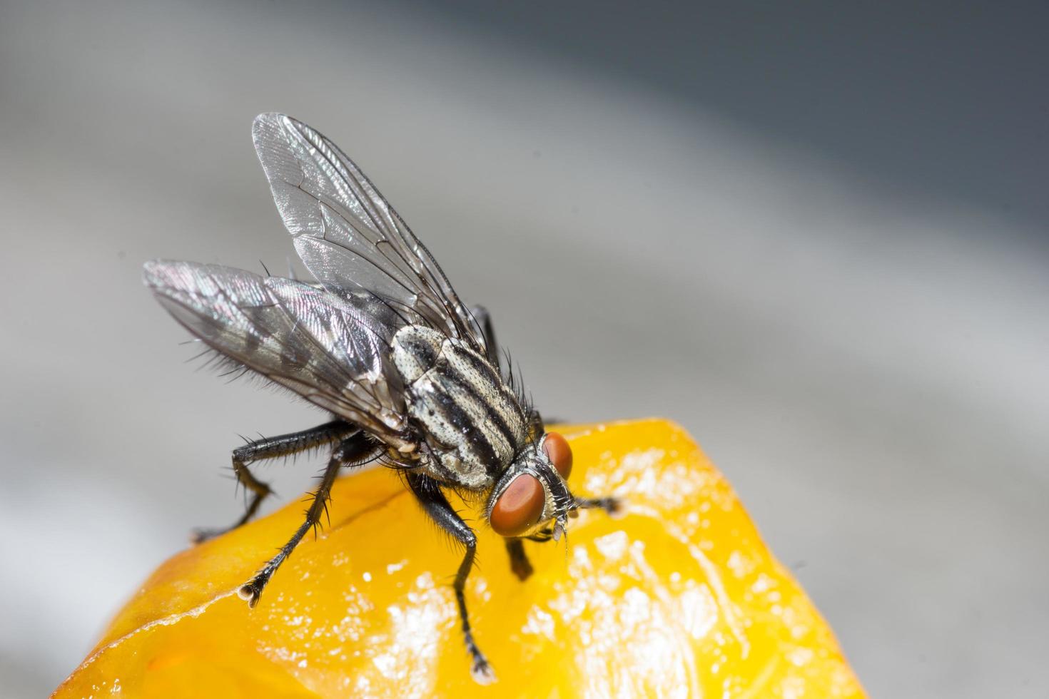 Macro close up of a housefly Cyclorrhapha, a common fly species found in houses photo