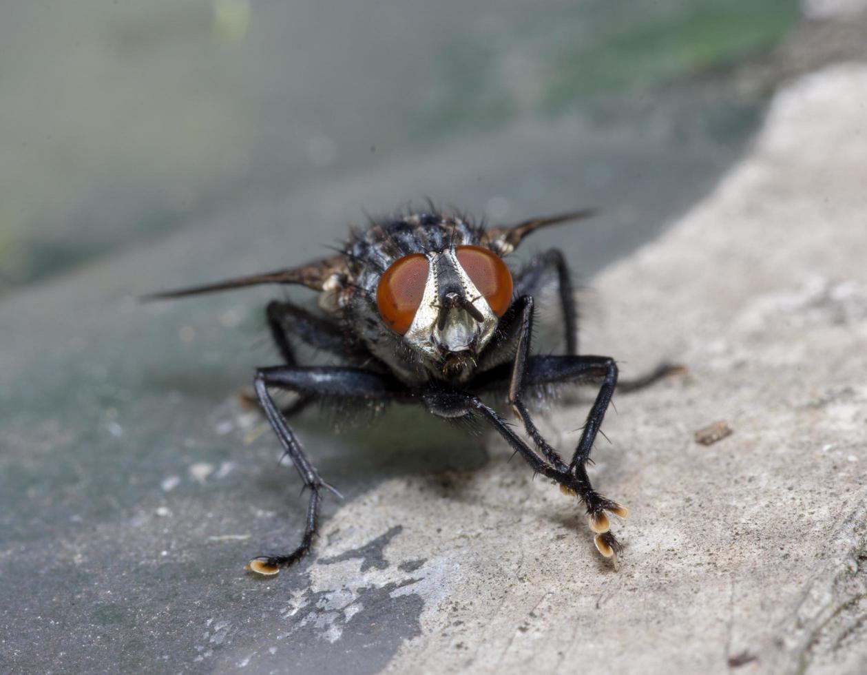 Macro cerca de una mosca común cyclorrhapha, una especie de mosca común que se encuentra en las casas foto