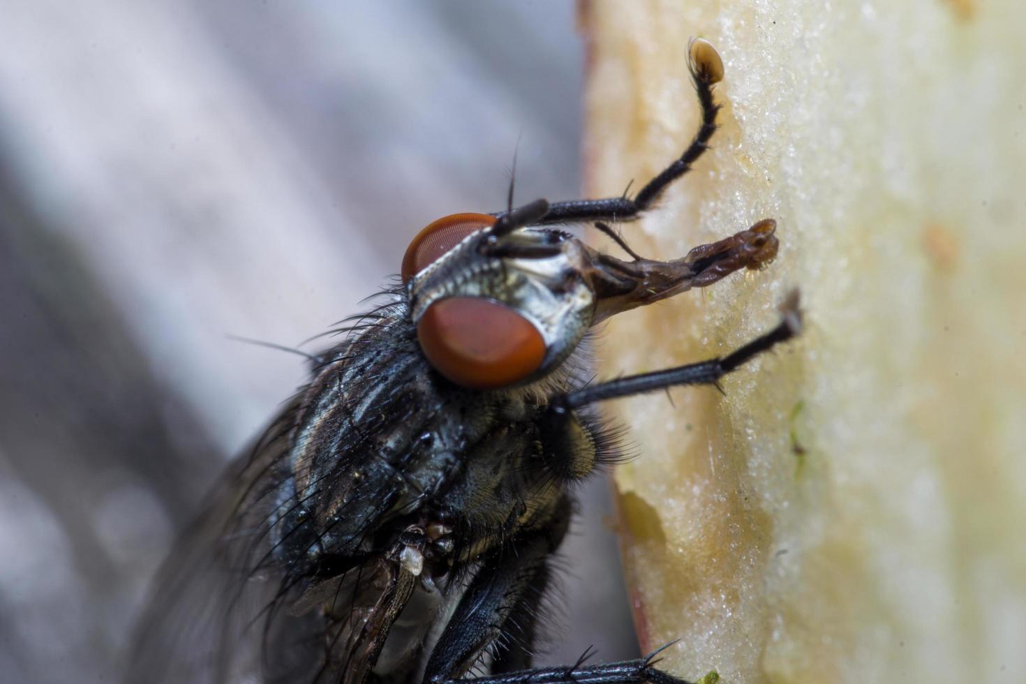 Macro close up of a housefly Cyclorrhapha, a common fly species found in houses photo