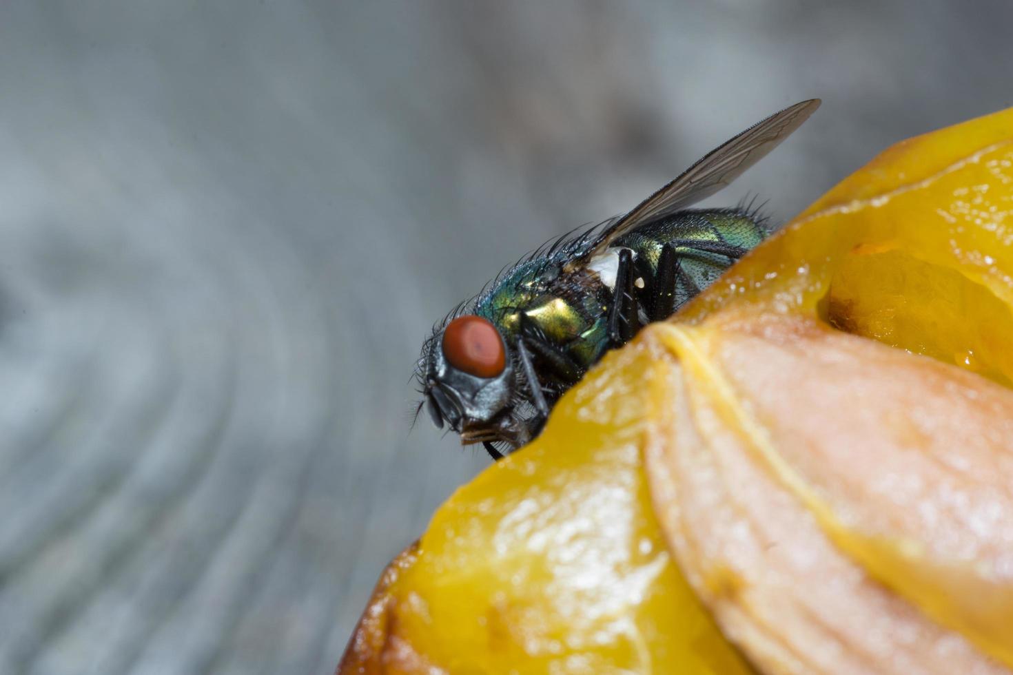 Macro close up of a housefly Cyclorrhapha, a common fly species found in houses photo