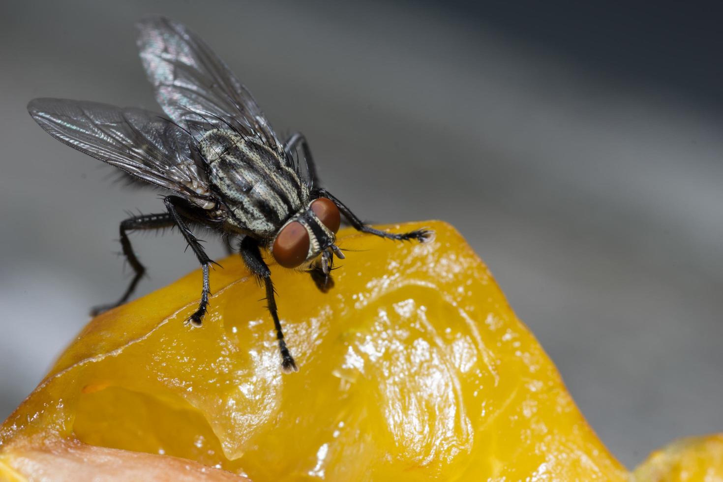 Macro cerca de una mosca común cyclorrhapha, una especie de mosca común que se encuentra en las casas foto