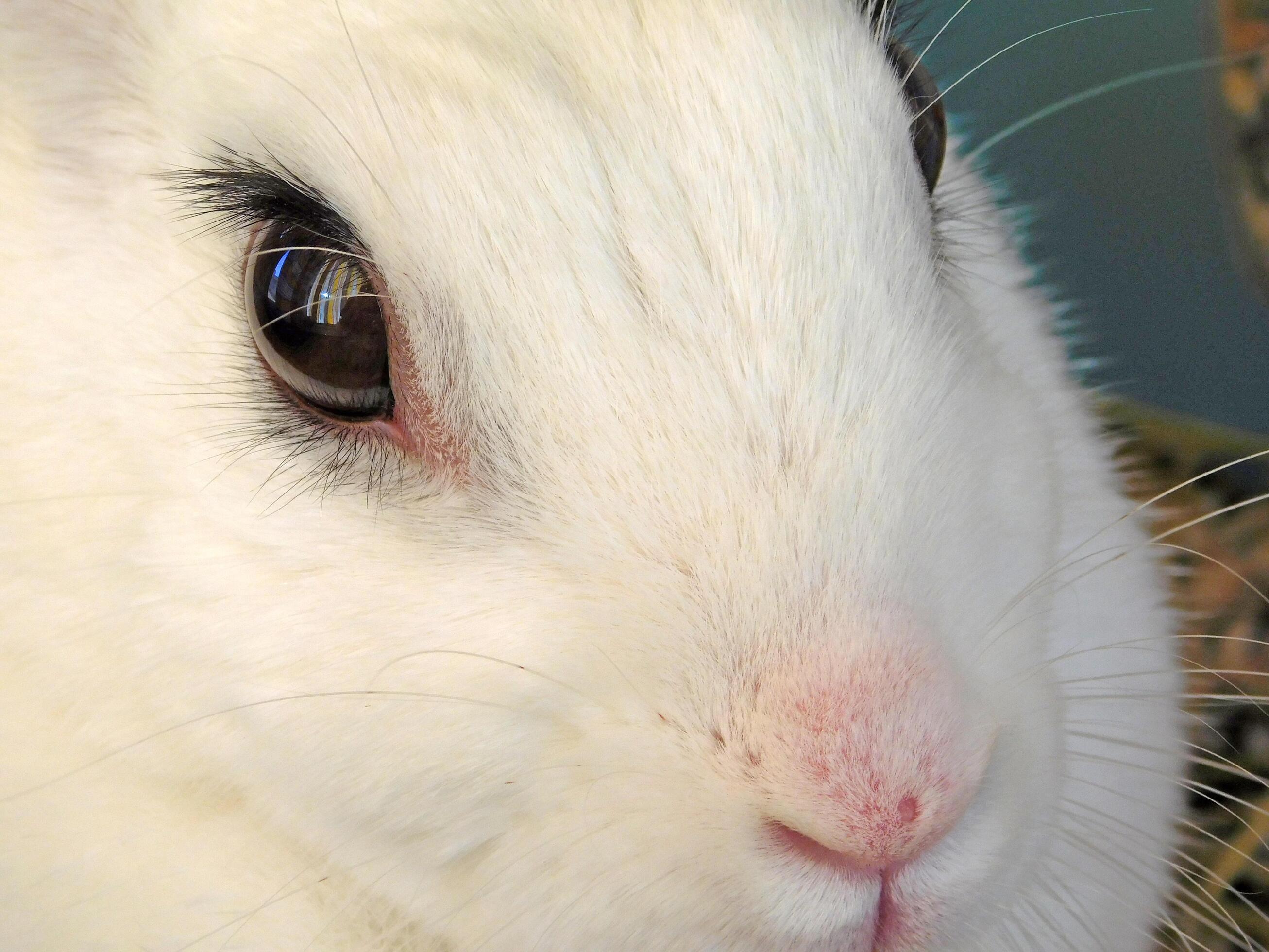 Closeup of a white rabbit face 2222717 Stock Photo at Vecteezy