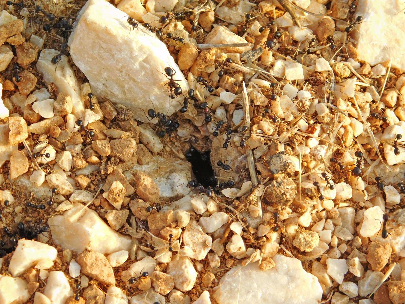 hormigas entre rocas a la luz del día foto