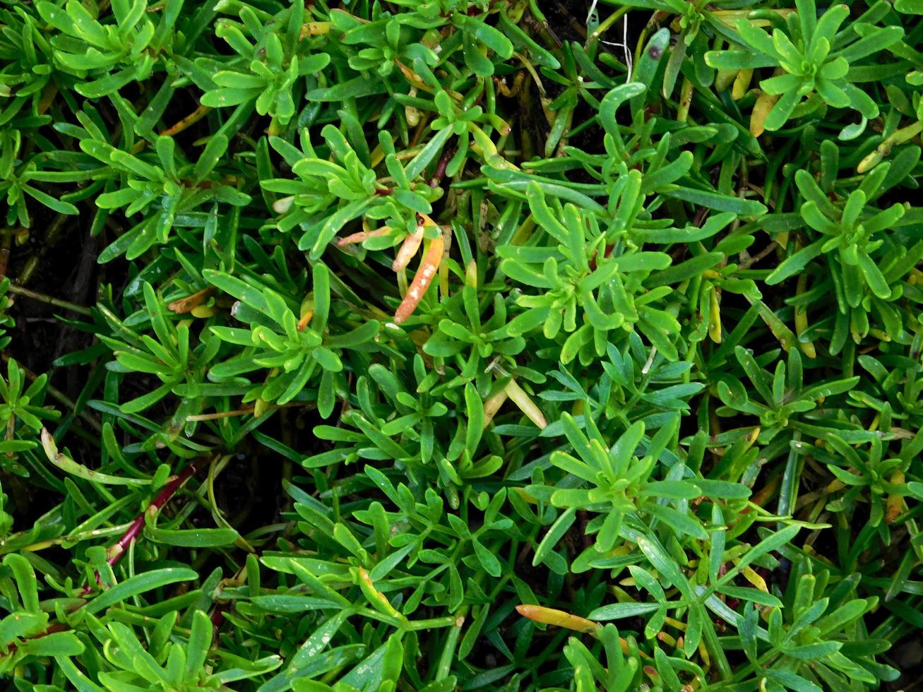 pasto verde en un campo foto
